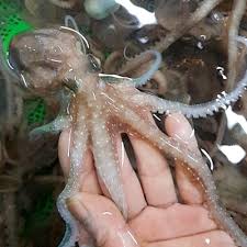 신안군 제 9회 섬낙지 축제 기본일정 및 프로그램 소개