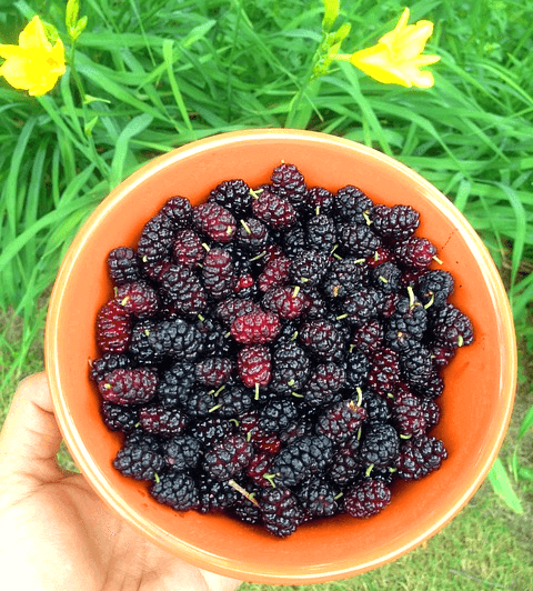 초록색 풀밭 위에 한 사람이 손으로 주황색 그릇에 가득 담긴 검정색 오디 그릇을 들고 있다.