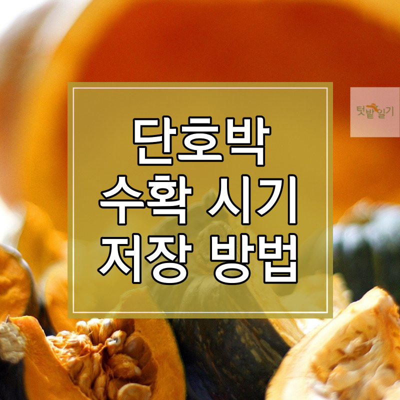 단호박 수확시기 및 수확방법, 저장방법 알아보기 썸네일