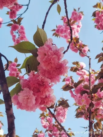 겹벚꽃 개화시기 숨겨진 명소_19