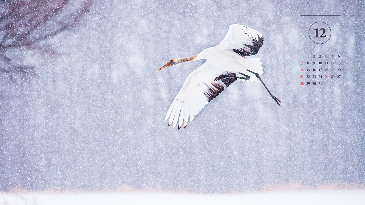 12 눈 위를 나는 학 A - 2025년12월 노트북배경화면