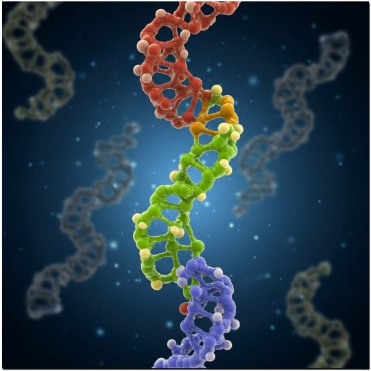 RNA 이미지