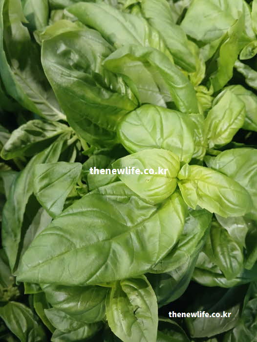 바질 효능 눈 건강 루테인 제아잔틴