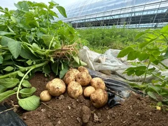 감자 재배 심는간격 상토 선택 배수 관리_39