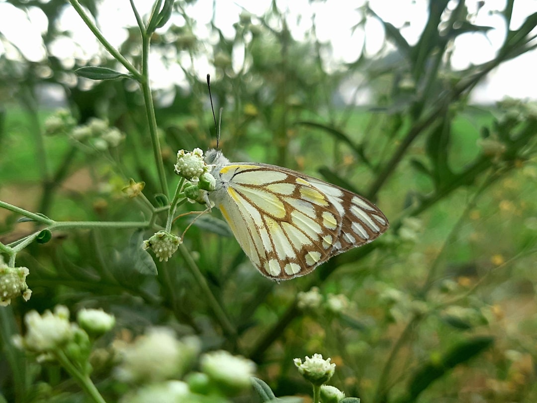 Identification