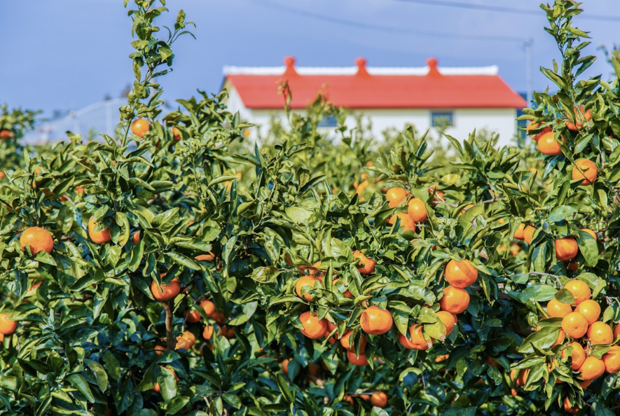 12월에 절대 놓쳐서는 안될 여행지