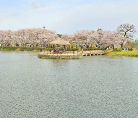 생생정보 택시맛객 오백 년 역사의 숨결 따라 떠나는 당진 여행 기지시줄다리기축제·골정저수지·민영이네횟집
