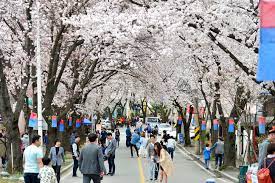 제 28회 제천 청풍호 벚꽃축제 기본일정과 특징 소개