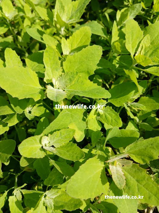 명아주 나물 효능 고지혈증 예방 베타인