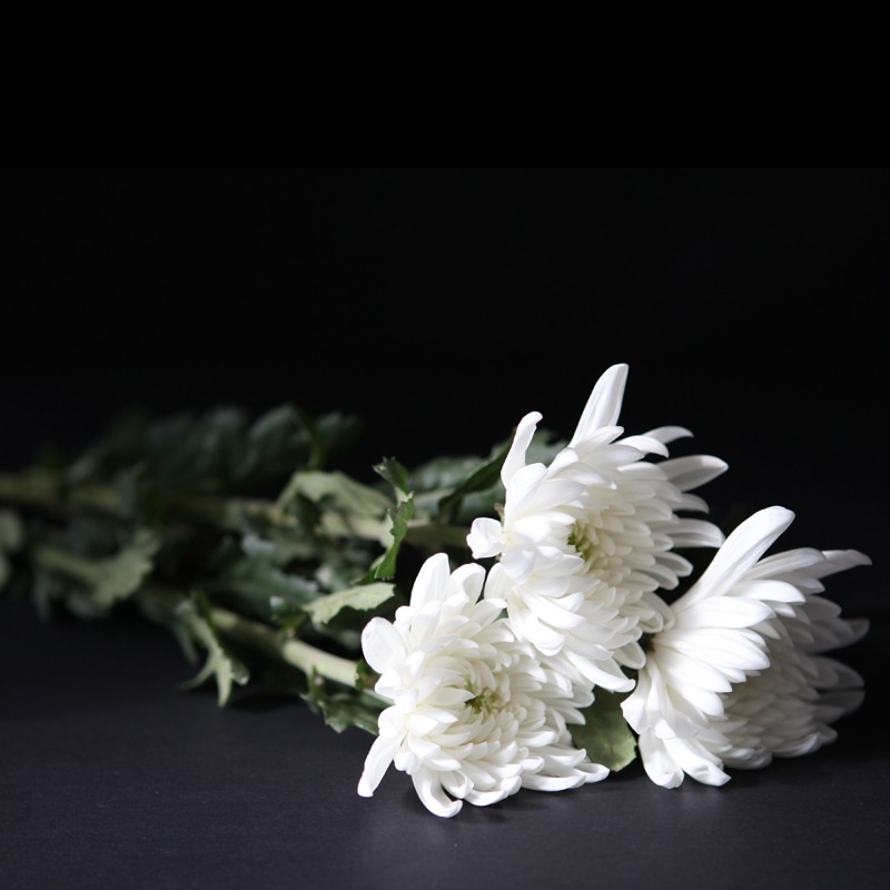 조의 위로 문자