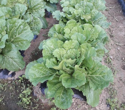 9월에 심는 작물, 배추 키우는 방법 (종류 · 파종시기 · 모종 심는 시기)