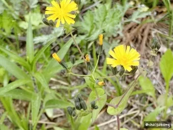 씀바귀 고들빼기 차이점 효능 비교_22