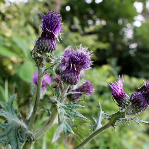 엉겅퀴 Thistle