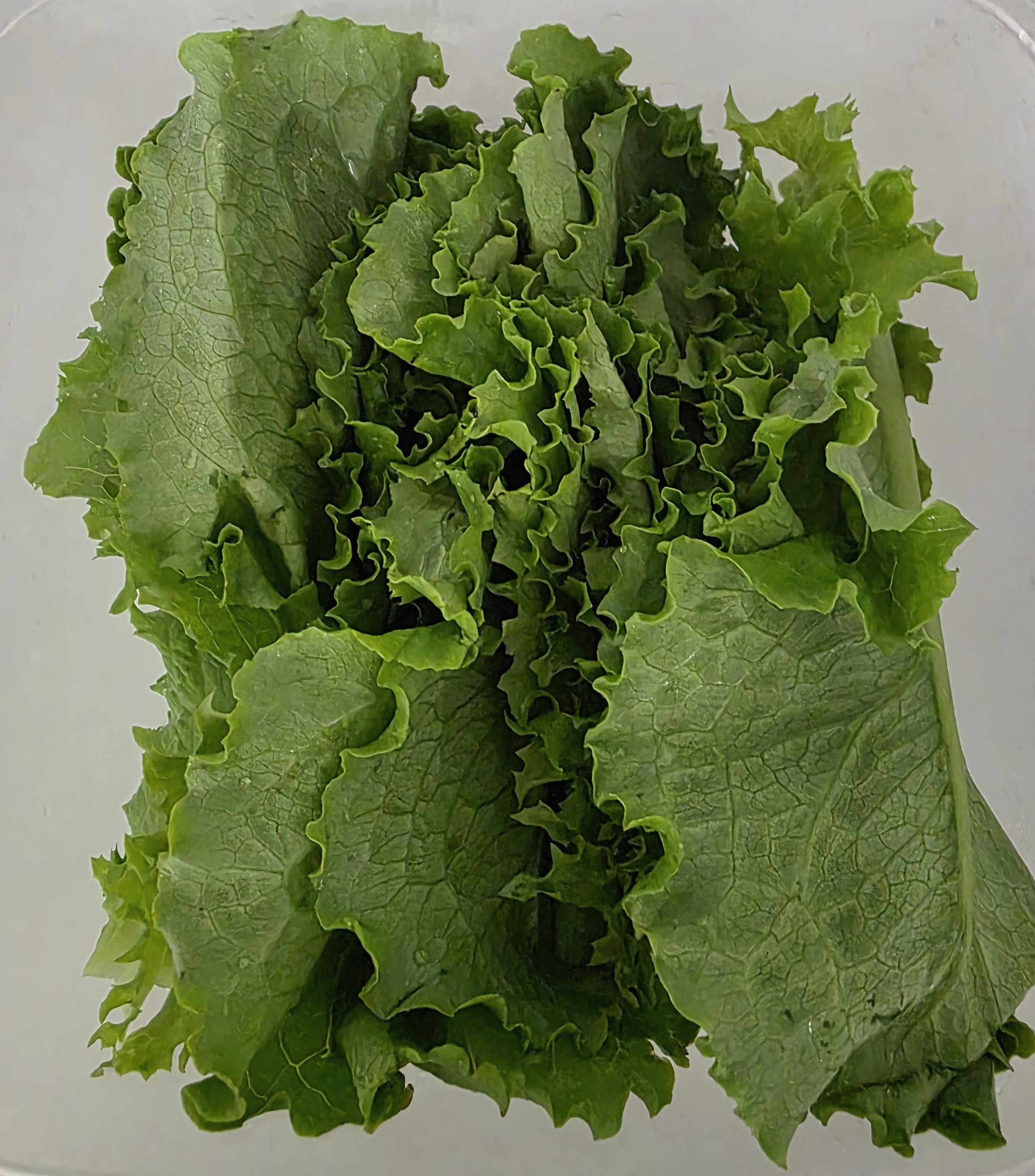 상추가-주재료입니다.