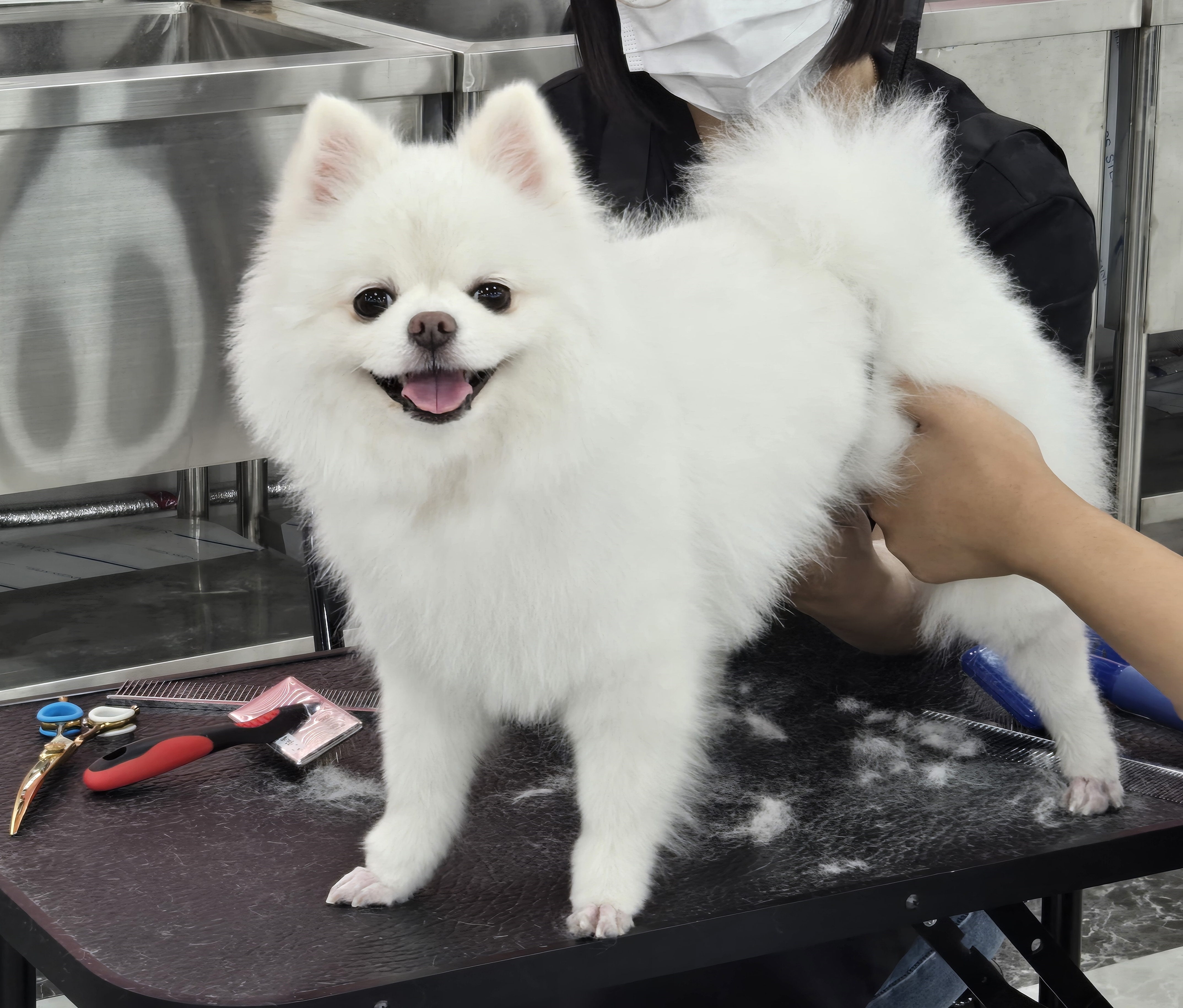 광진구애견미용학원