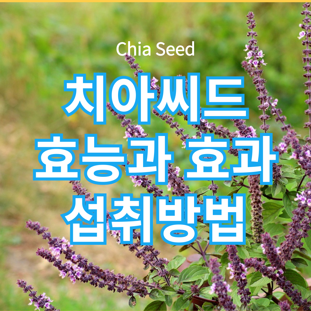 치아씨드(Chia seed) 효능, 효과와 섭취방법