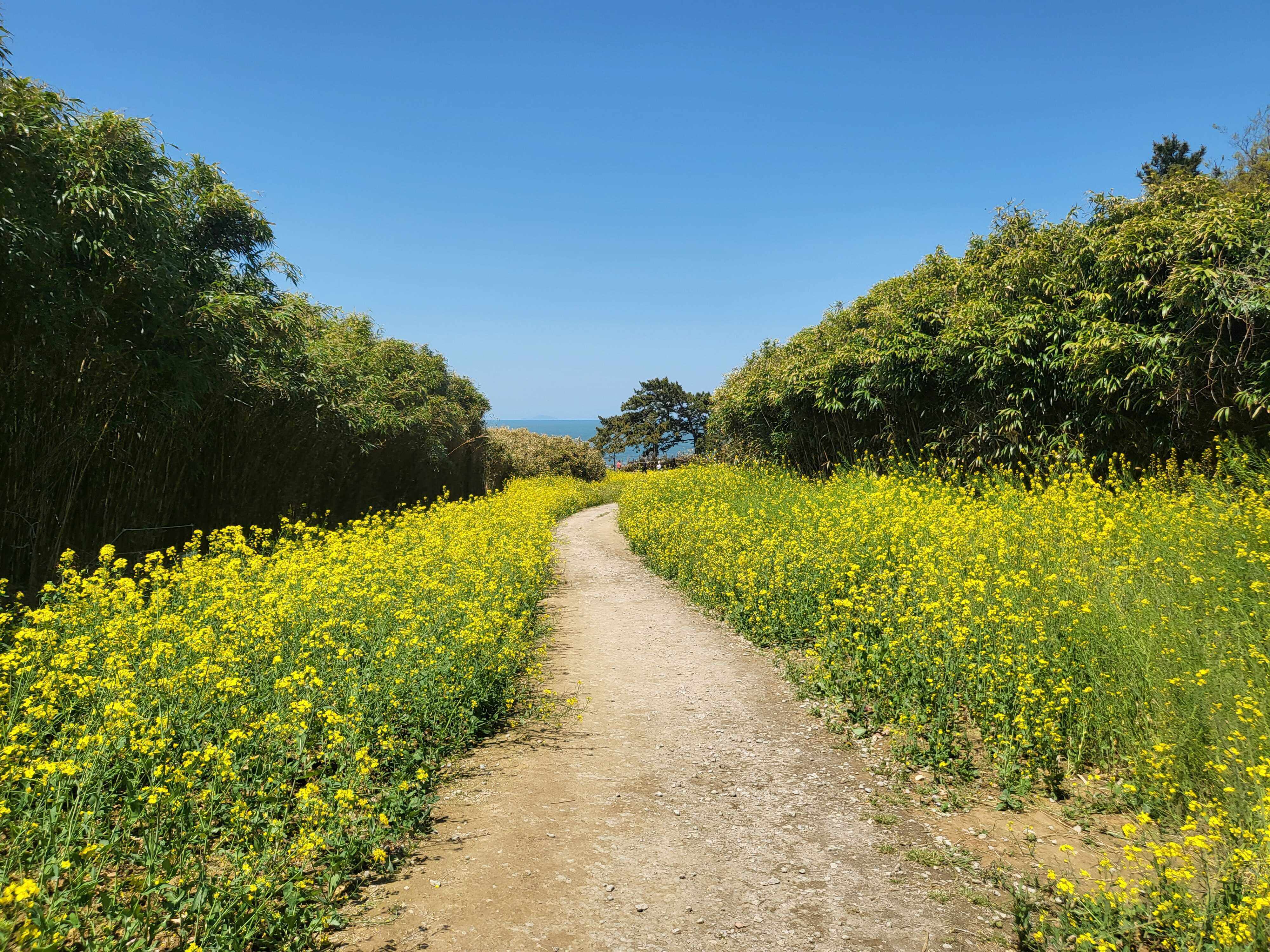 전라도 부안 여행 유채꽃 수성당