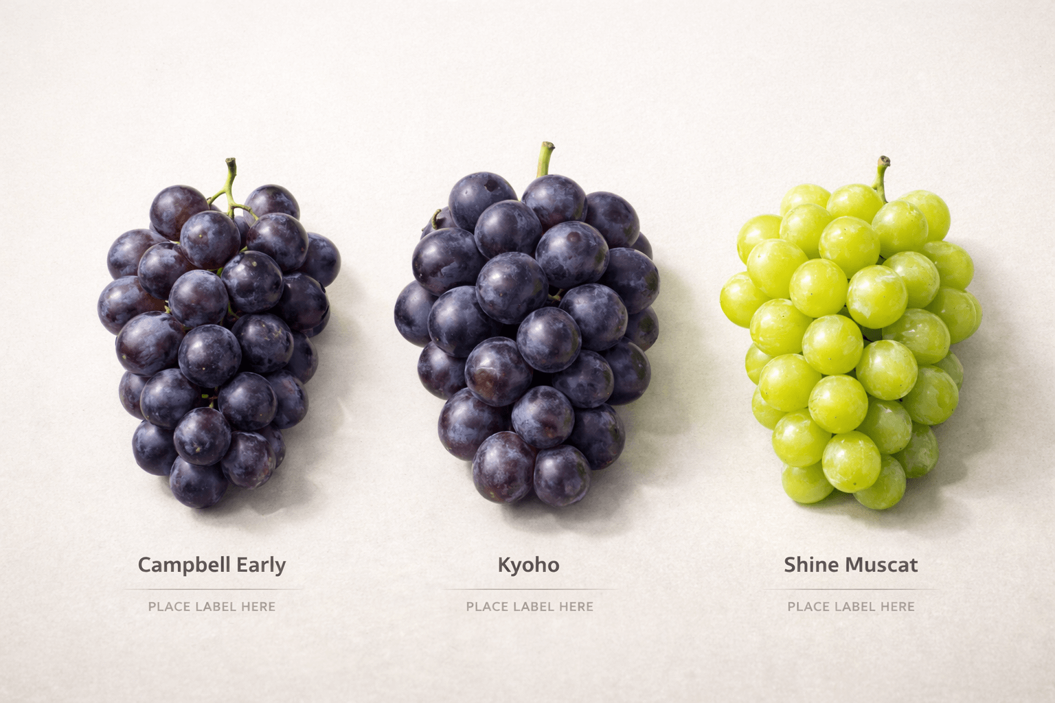 국내 대표 포도 종류와 품종 특징