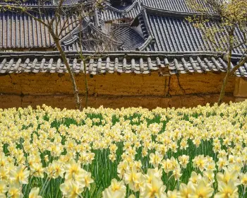 서산 유기방 가옥 수선화 축제_3
