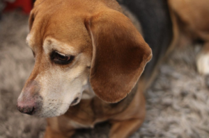 혼난후 시무룩한 표정의 강아지사진