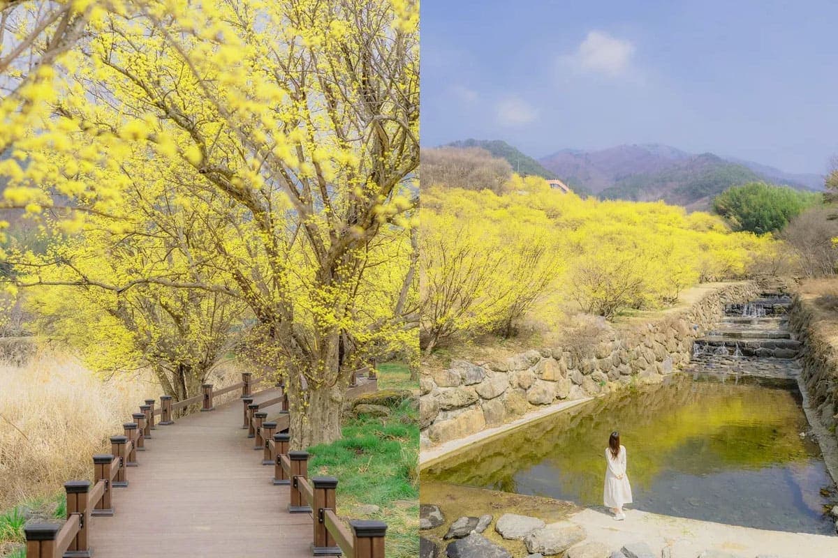 봄꽃 인생샷 스팟 총정리 – 꽃보다 내가 더 예뻐지는 명소 7선