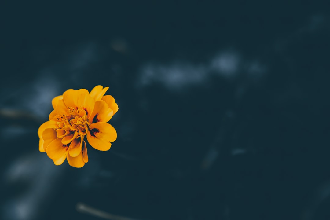 Marigold