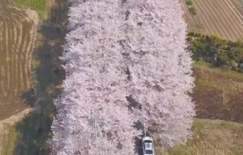장성 벚꽃