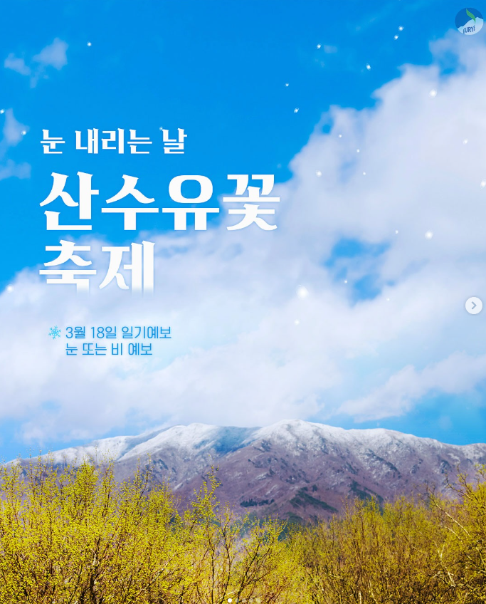 구례 산수유축제 날씨