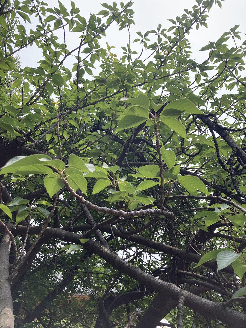 겹벚나무
