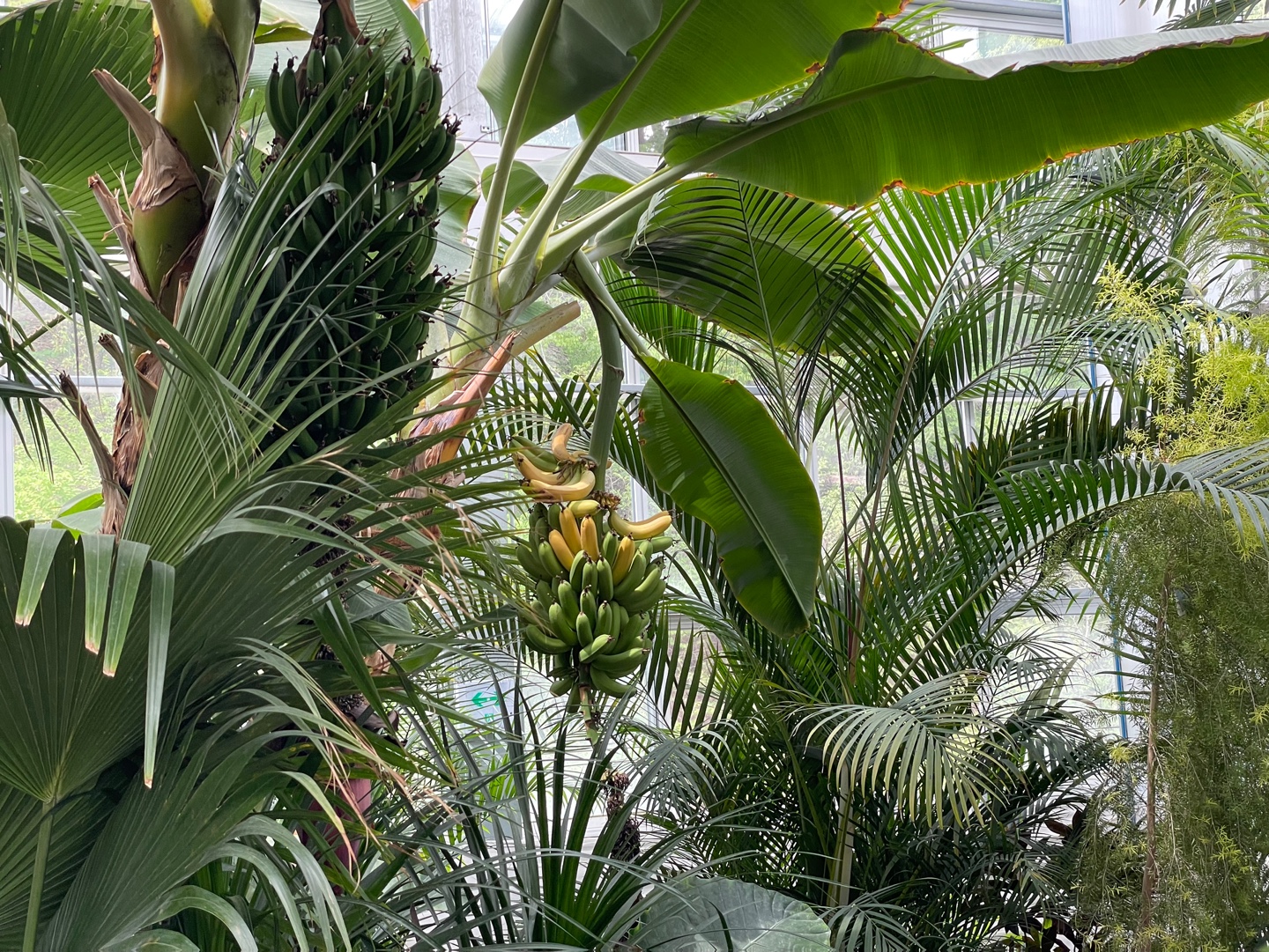 용인 자작나무숲 베툴라 대형 베이커피 카페