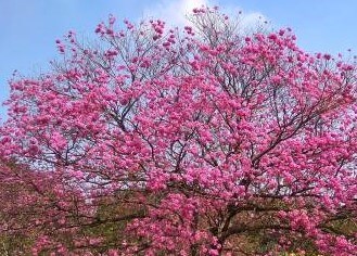 분홍트럼펫나무1