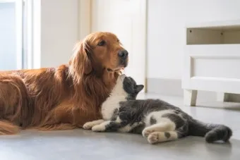 고양이가 발 핥는 이유_8