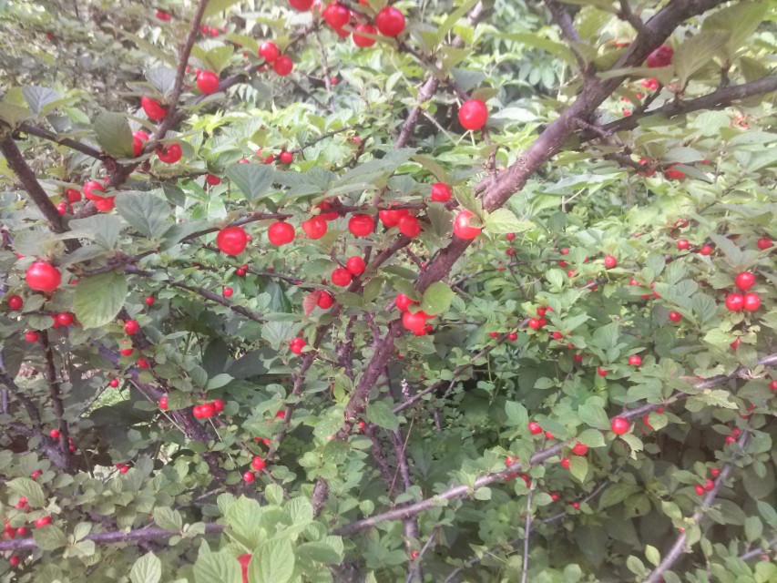 6월 제철 과일 앵두