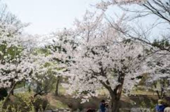 오산 벚꽃