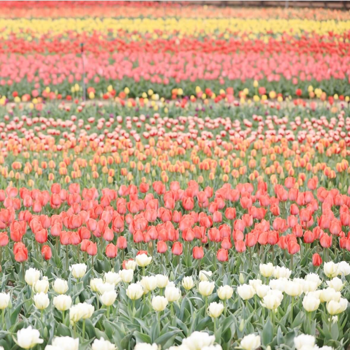 임자도 튤립축제기간