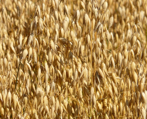 귀리 효능 : 소화 개선