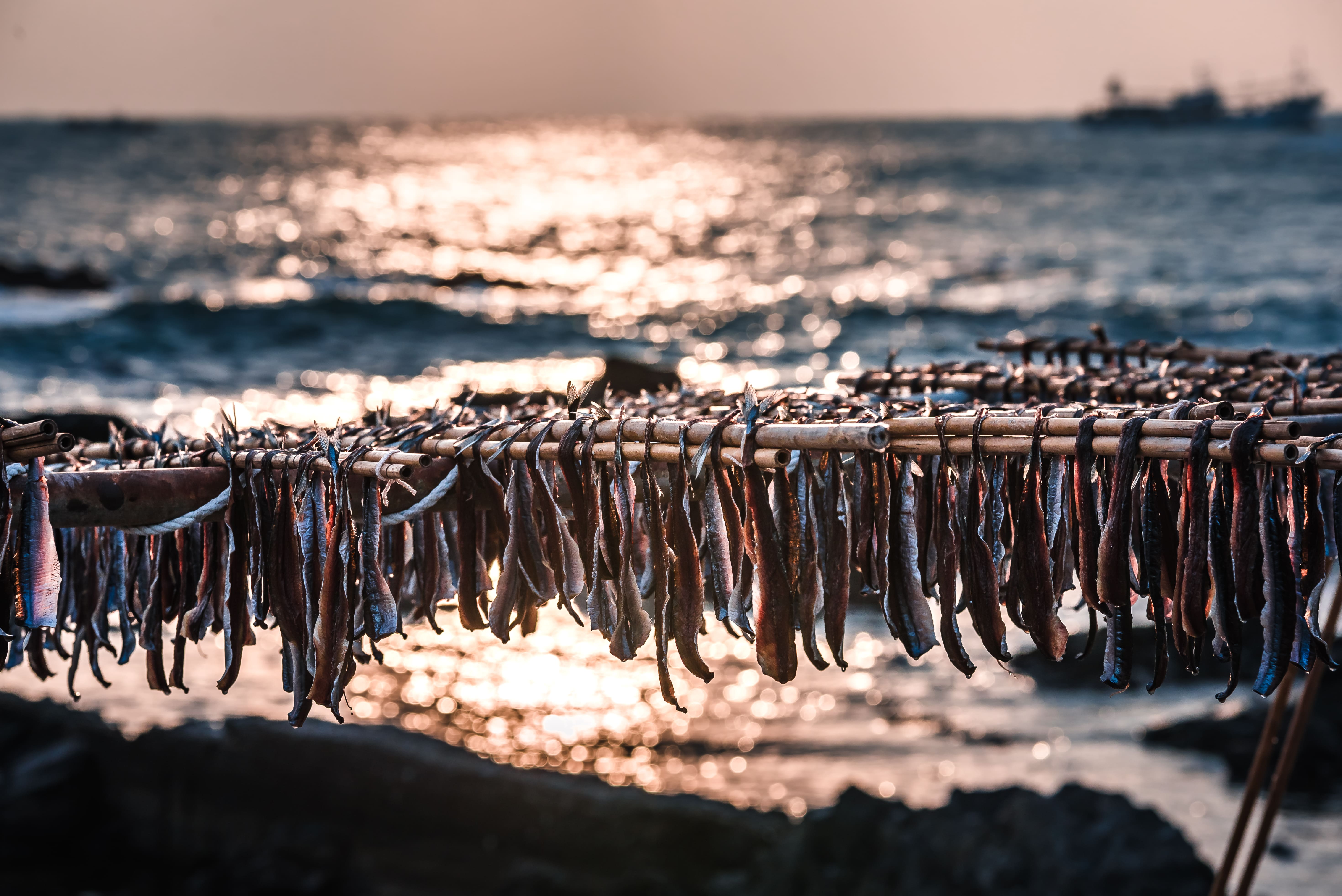 바닷바람에 말리는 과메기