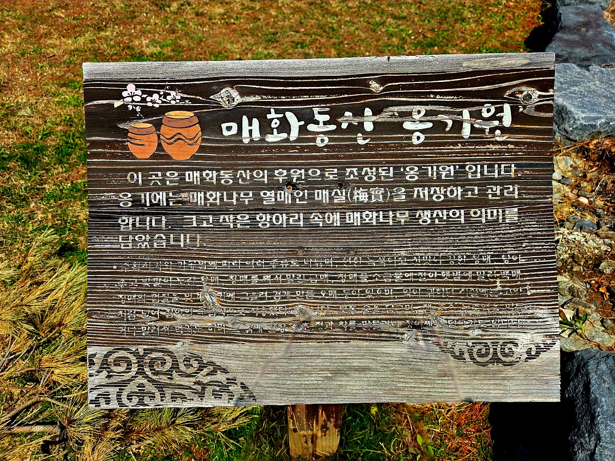 2025년 경인 아라뱃길 매화동산, 인천 매화마을: 주차, 먹거리