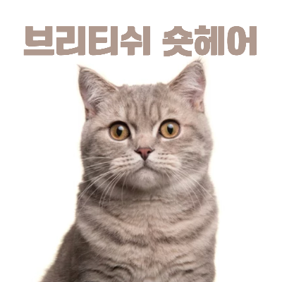 브리티쉬 숏헤어