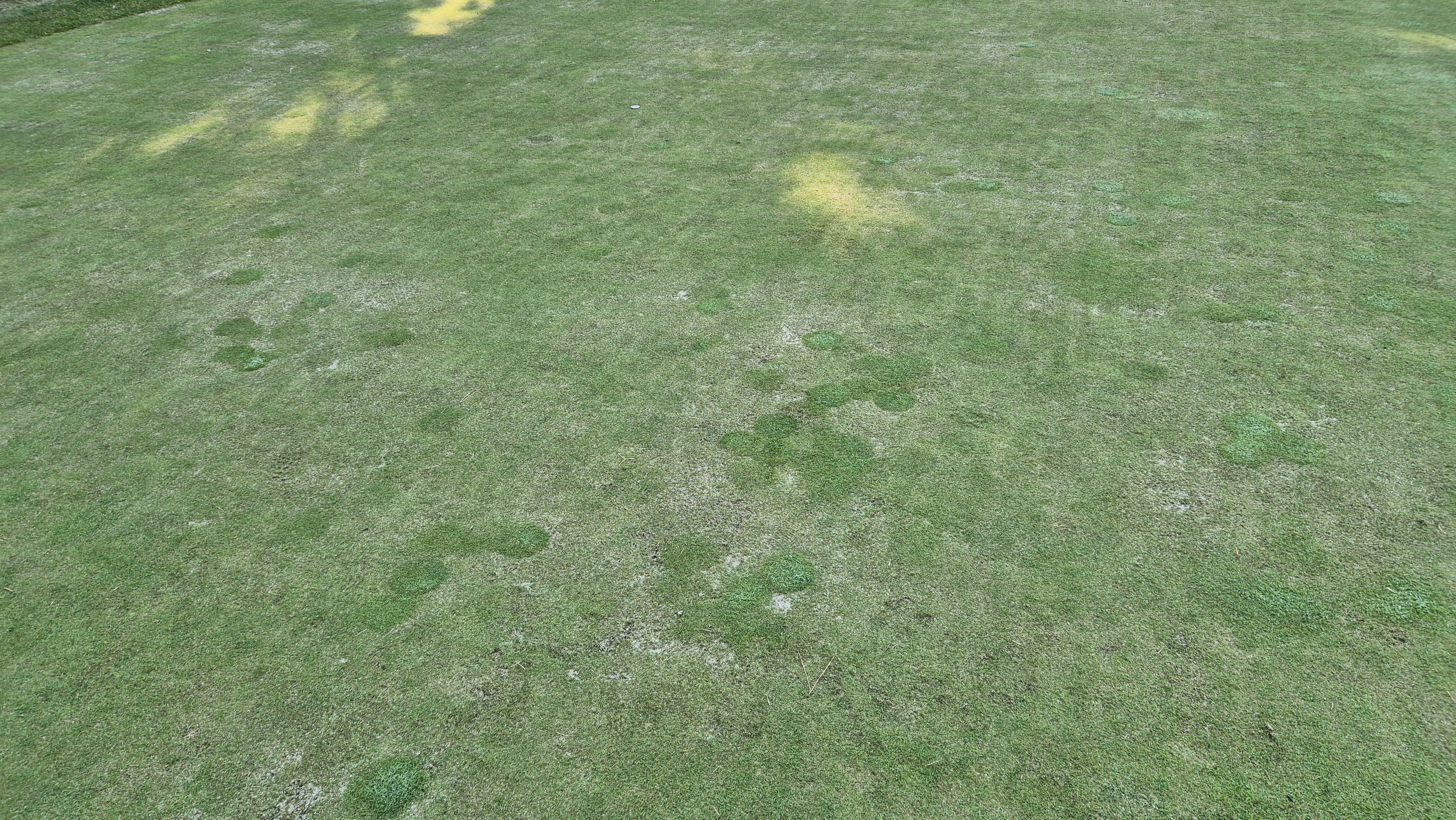 동촌gc 그린관리상태