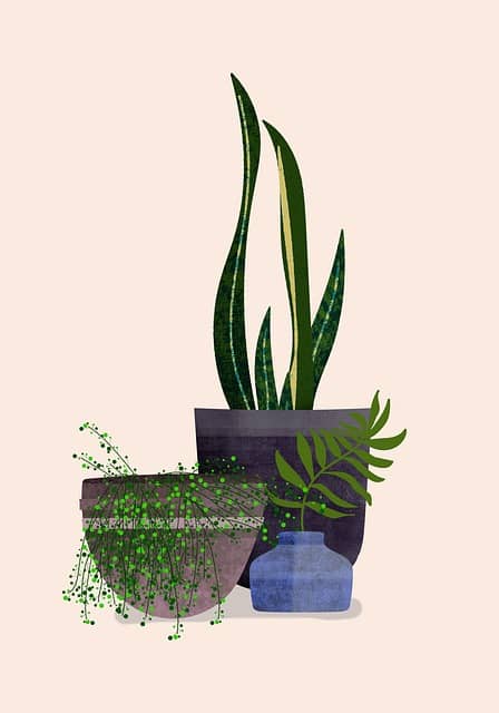 멸종 위기 희귀 약용 식물의 보존과 재배 기술