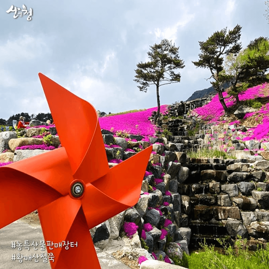 황매산 철쭉축제 기간