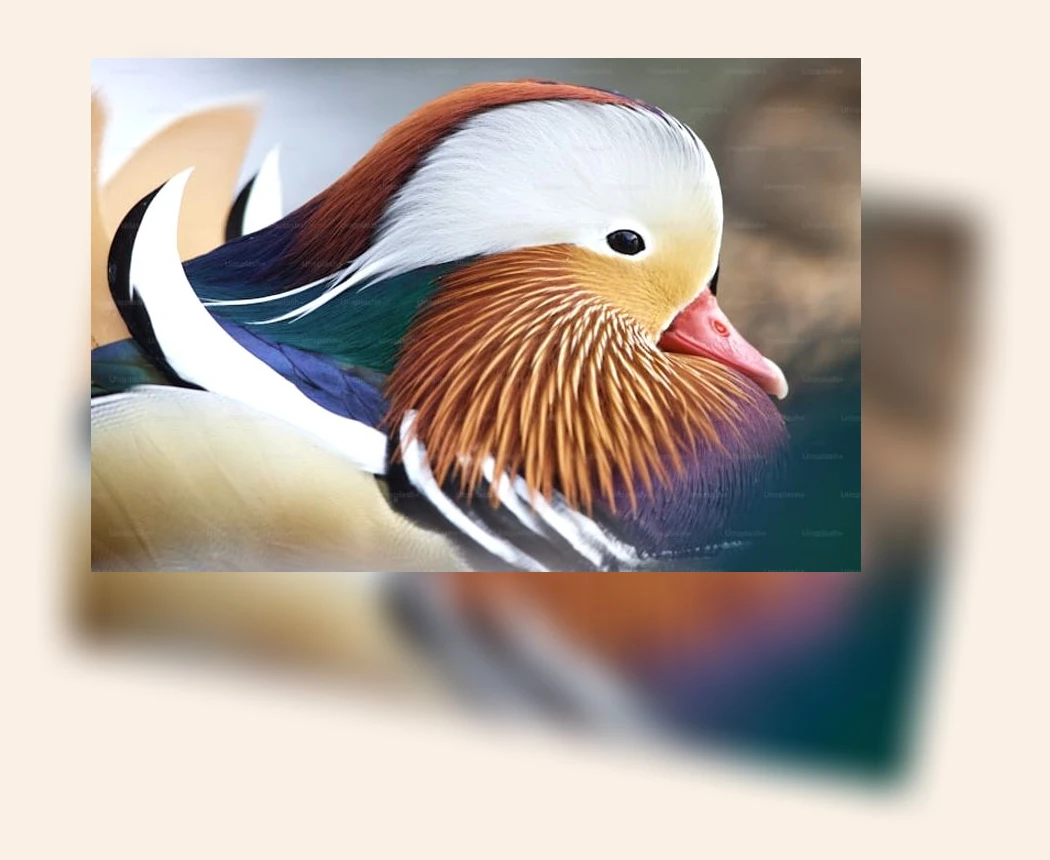 뽕오리백숙_2_subsection