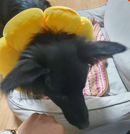 알로하동물병원