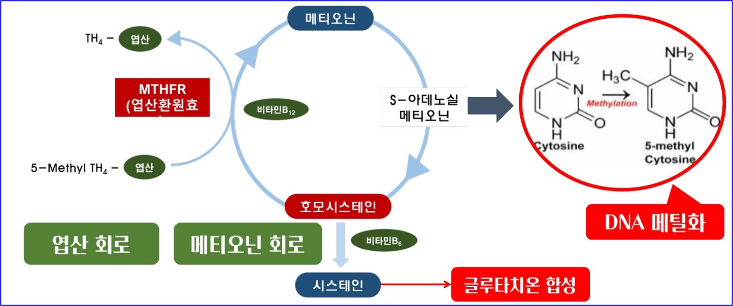종합비타민