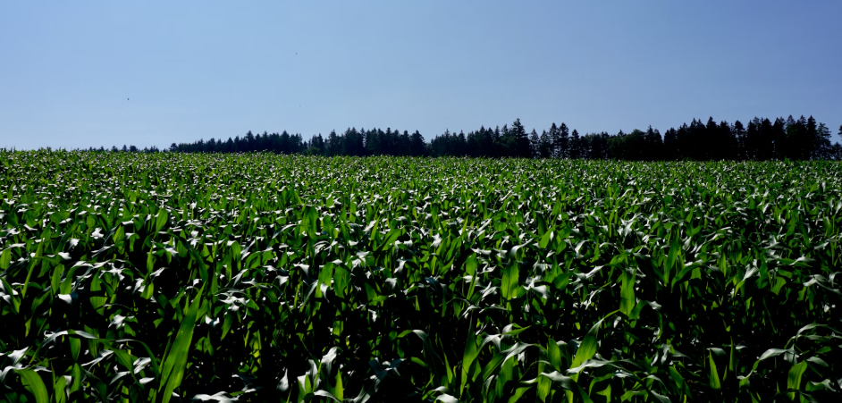 농지 매도와 매수 시 주의 사항(농지의 현황 파악)