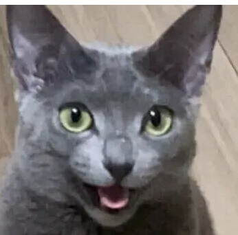 고양이는 주인과 다른 사람을 구별한다?시간을 알까?