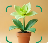 약초인식-카메라앱-로고사진3