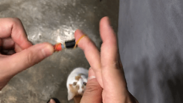 고양이놀아주기