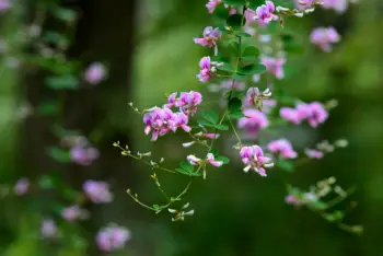 야관문 효능효과 먹는방법, 부작용